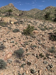 Eriogonum thornei