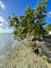 Calophyllum inophyllum