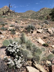 Eriogonum thornei