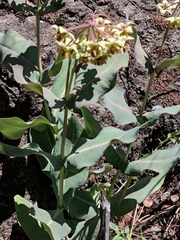 Asclepias elata