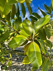 Calophyllum inophyllum