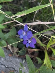 Delphinium ajacis