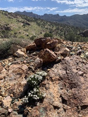 Eriogonum thornei