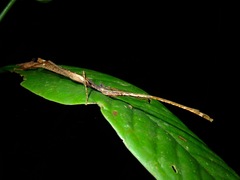 Septopenna