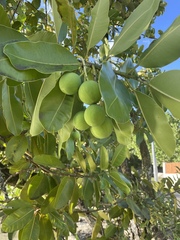 Calophyllum inophyllum