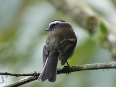 Ochthoeca rufipectoralis