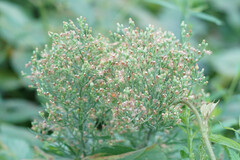 Erigeron sumatrensis