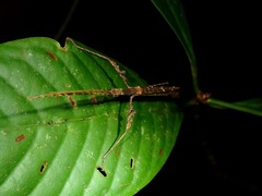 Septopenna