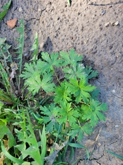 Geranium bicknellii