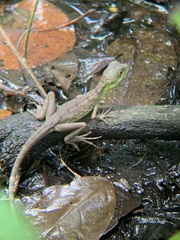 Basiliscus plumifrons