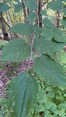 Morus rubra