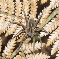 Dolomedes minor