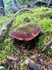 Neoboletus