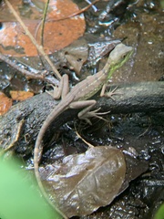 Basiliscus plumifrons