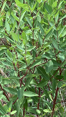 Apocynum cannabinum