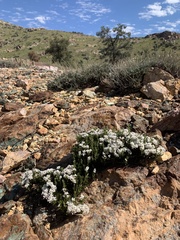 Eriogonum thornei