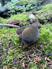 Neoboletus