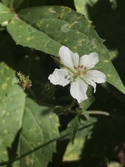 Geranium richardsonii