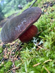 Neoboletus