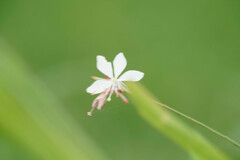 Oenothera lindheimeri