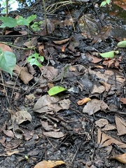 Basiliscus plumifrons