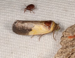 Ponometia bicolorata