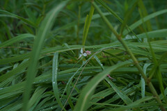 Oenothera lindheimeri