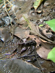 Basiliscus plumifrons