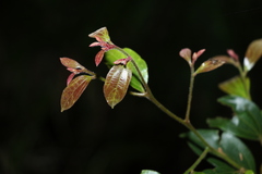 Cryptocarya triplinervis pubens