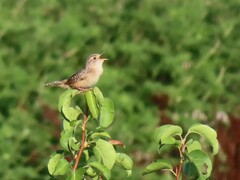 Cistothorus stellaris