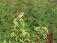 Cistothorus stellaris