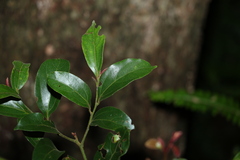 Cryptocarya triplinervis pubens