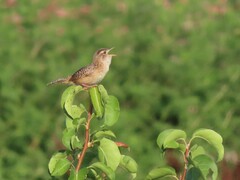 Cistothorus stellaris