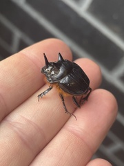 Onthophagus mniszechi