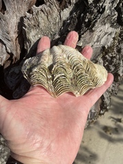 Tridacna maxima