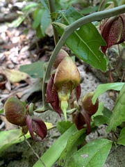 Catasetum integerrimum
