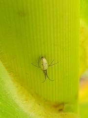 Tetragnathidae
