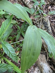 Catasetum integerrimum