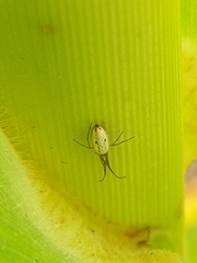 Tetragnathidae