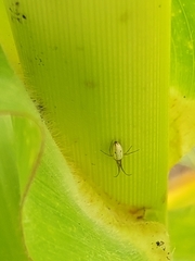 Tetragnathidae