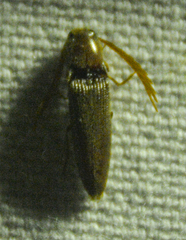 Dicrepidius palmatus