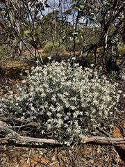 Olearia pimeleoides