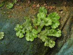 Marchantia polymorpha ruderalis