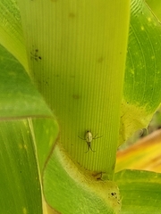 Tetragnathidae