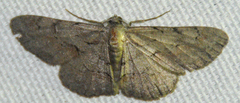 Iridopsis vellivolata