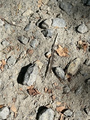 Dryobates pubescens