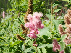 Spiraea douglasii