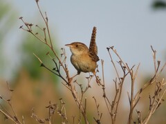 Cistothorus stellaris