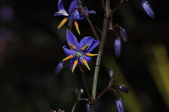 Dianella caerulea