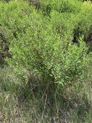 Apocynum cannabinum